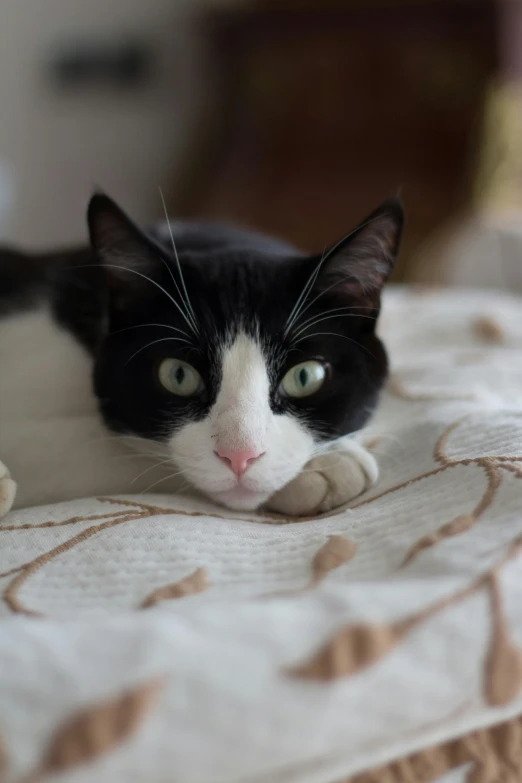 a black and white cat laying on top of a bed, is looking at the camera, with a white nose, looking content