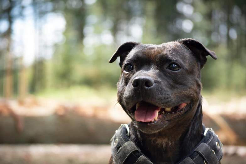 a close up of a dog wearing a harness, pexels contest winner, heavily armoured, pits, olive, smiling coy