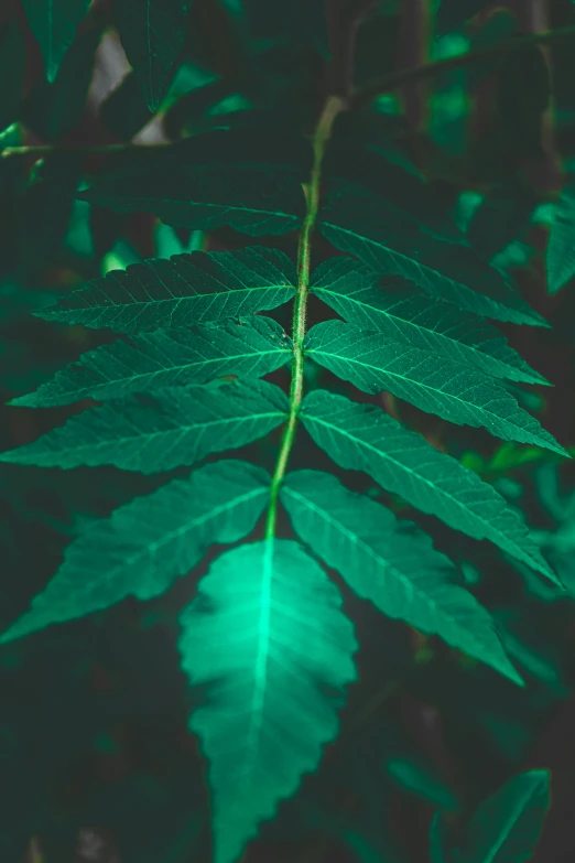 a close up of a green leaf on a tree, an album cover, inspired by Elsa Bleda, ganja, mysterious glow, fern, no watermarks