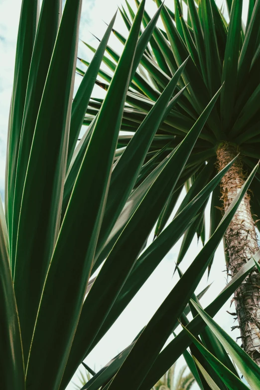 a couple of palm trees sitting next to each other, unsplash, visual art, big leaves and stems, full frame image, multiple stories, zoomed in