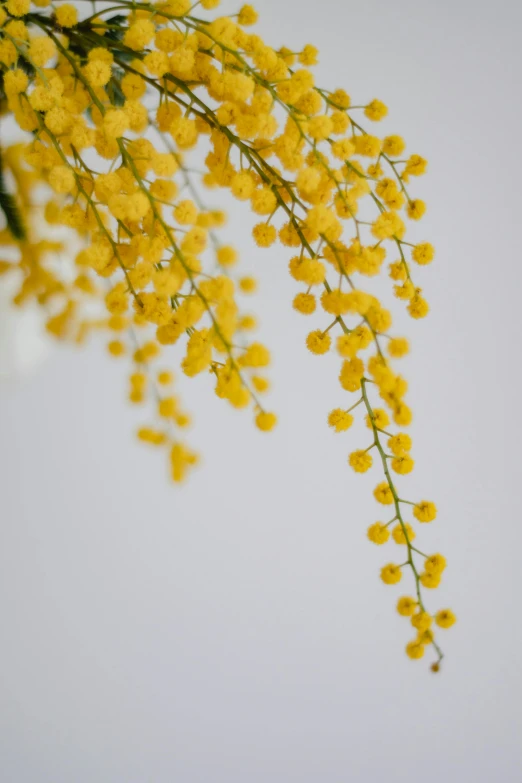 a vase filled with yellow flowers on top of a table, cascading, close up of iwakura lain, botanicals, detailed product shot