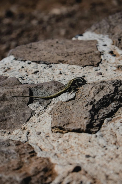 a lizard that is sitting on a rock, unsplash, land art, a high angle shot, charred desert, low quality photo, long tail