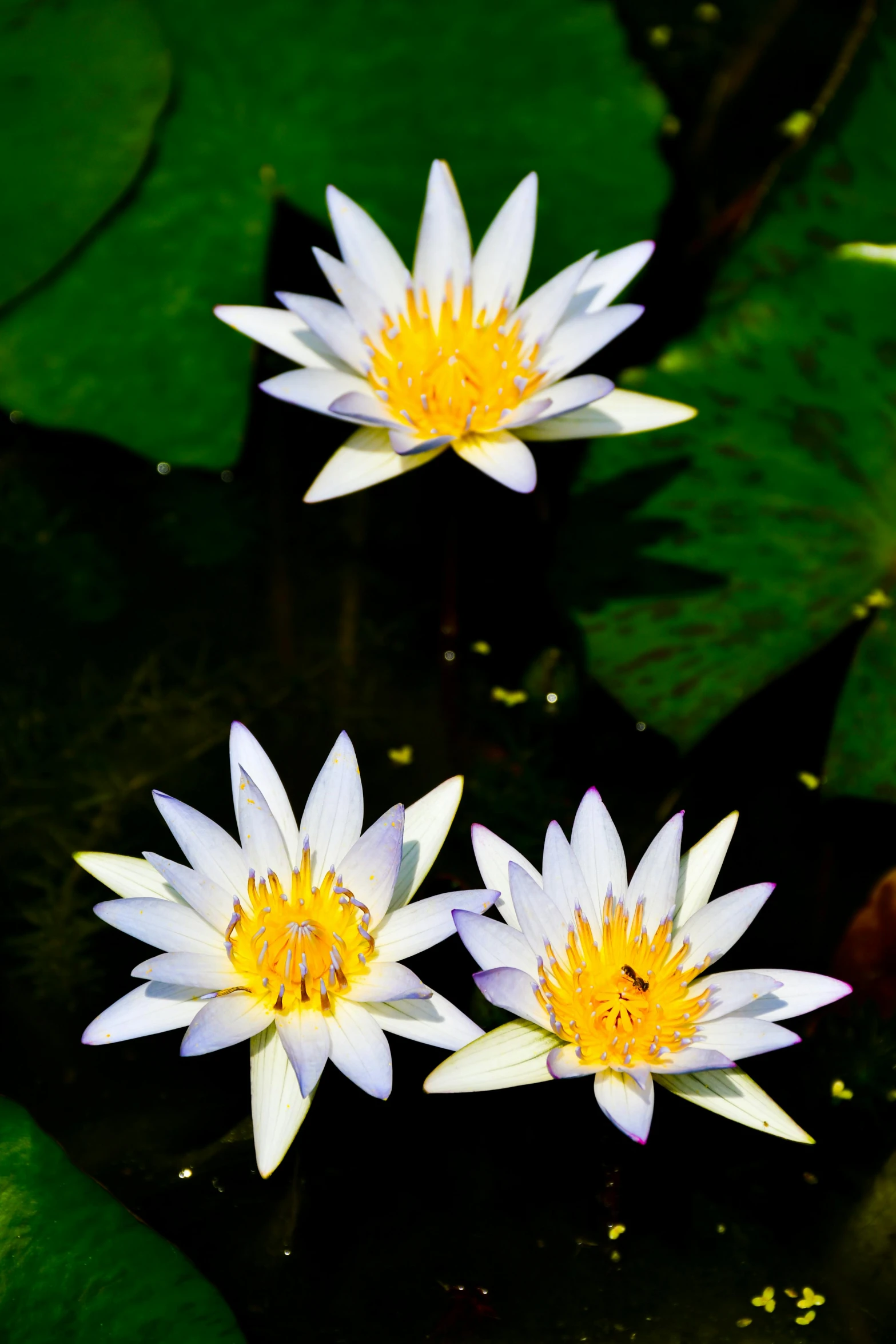 three white water lilies floating in a pond, a portrait, by Dave Melvin, laos, brightly colored flowers, f/2, phot