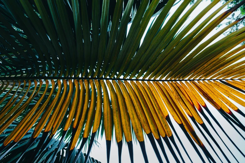 a close up of the leaves of a palm tree, by Carey Morris, unsplash, multiple stories, yellow colors, thumbnail
