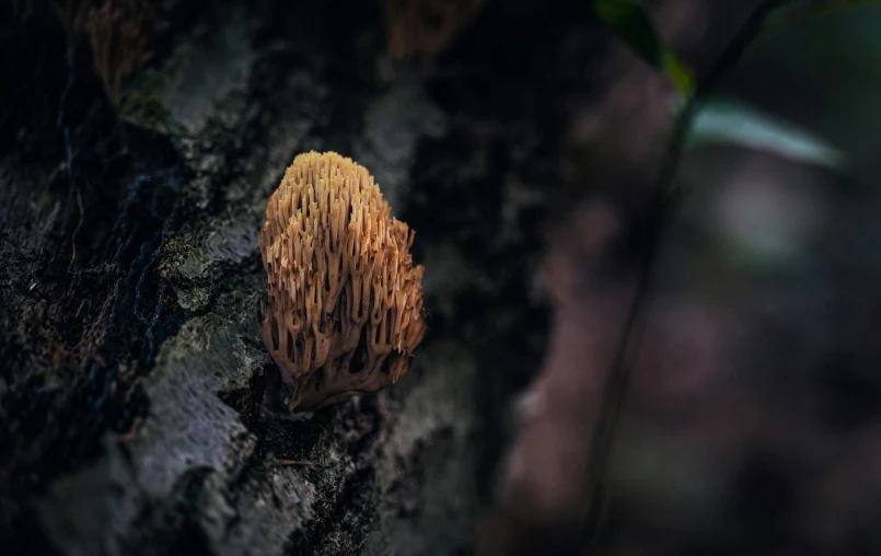 a close up of a mushroom on a tree, unsplash, australian tonalism, coxcomb, tooth wu : : quixel megascans, from the distance, brown