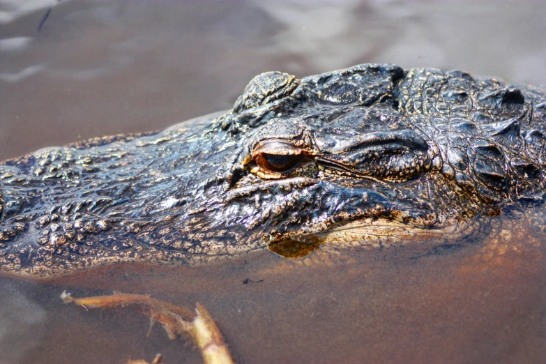 a close up of an alligator in a body of water, by Carey Morris, pexels contest winner, hurufiyya, 🦩🪐🐞👩🏻🦳, male and female, brown, wet reflections in square eyes