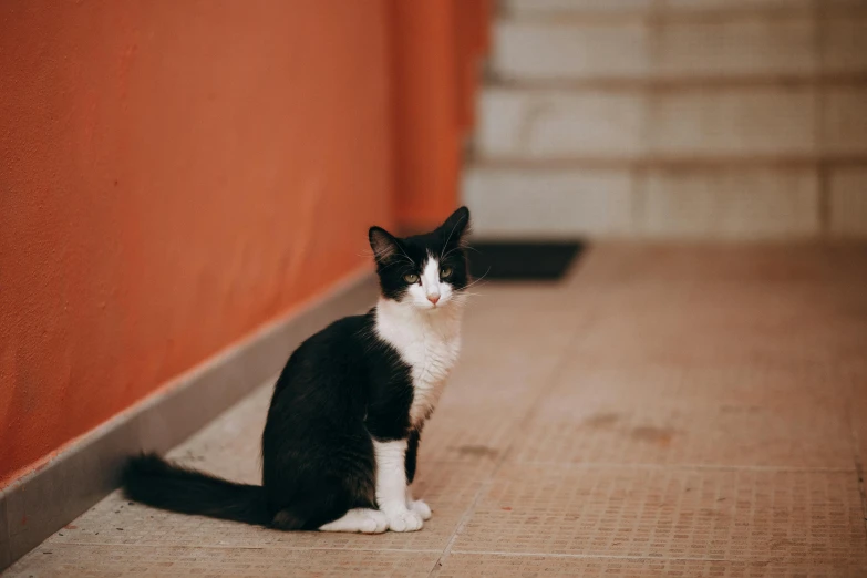 a black and white cat sitting on the floor