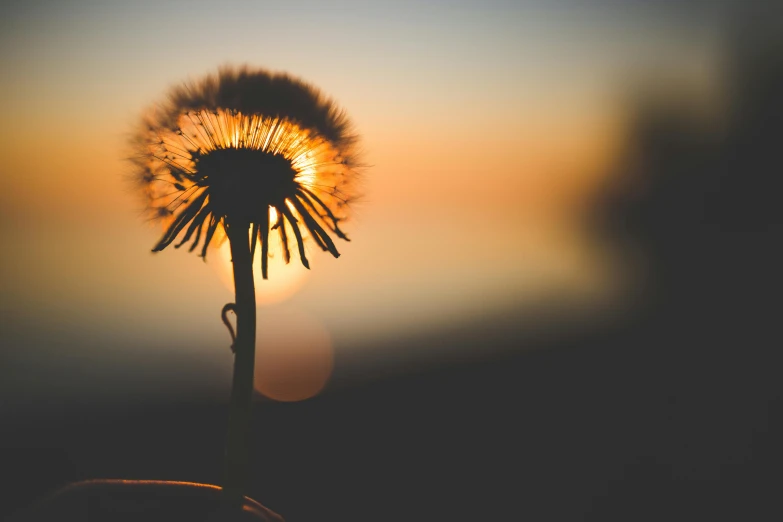 a dandelion with the sun setting in the background, by Jesper Knudsen, unsplash, night light, ((sunset)), cute photo, telephoto shot