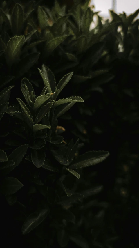 a red fire hydrant sitting on top of a lush green field, an album cover, by Elsa Bleda, hurufiyya, dark green leaves, night time footage, on black paper, salvia