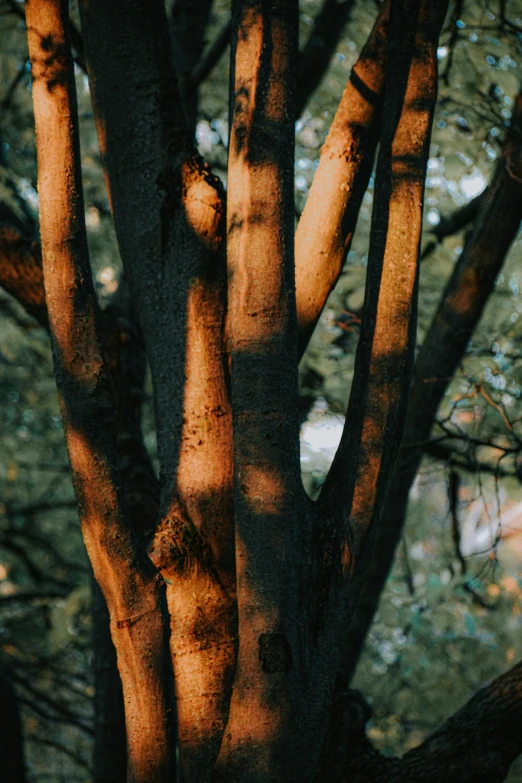 a fire hydrant in the shade of a tree, inspired by Elsa Bleda, unsplash contest winner, australian tonalism, glowing red veins, huge tree trunks, golden hour closeup photo, ((trees))