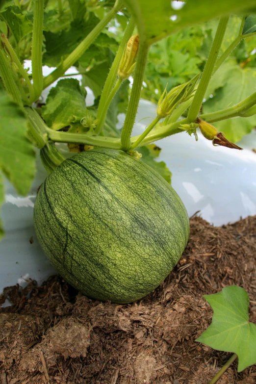 a green watermelon sitting on top of a bed of dirt, grey vegetables, all growing inside an enormous, pastel', with a soft