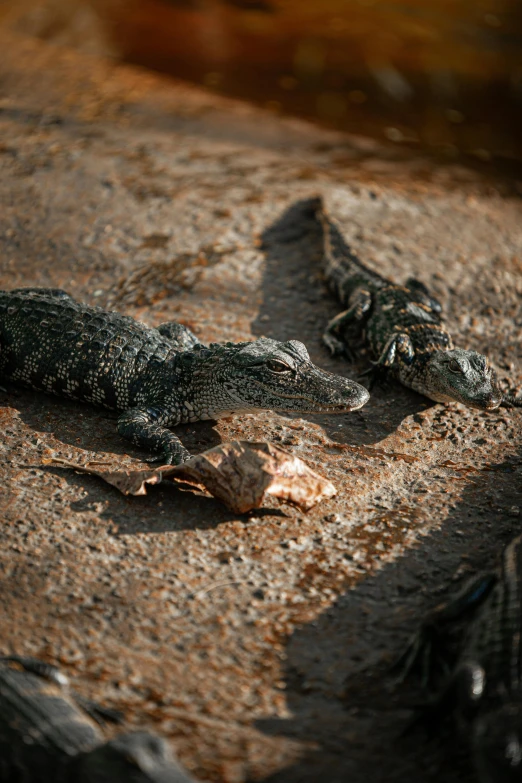 a couple of alligators laying on top of a rock, unsplash, meats on the ground, high angle close up shot, slide show, pov photo