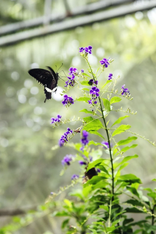 a butterfly sitting on top of a purple flower, in a jungle environment, misting, with black vines, exterior botanical garden