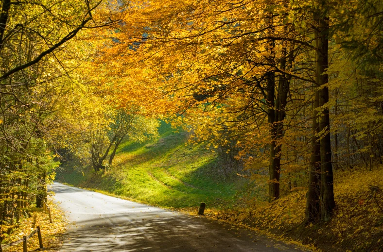 a tree lined road in the middle of a forest, by Julia Pishtar, golden leaves, slide show, thumbnail