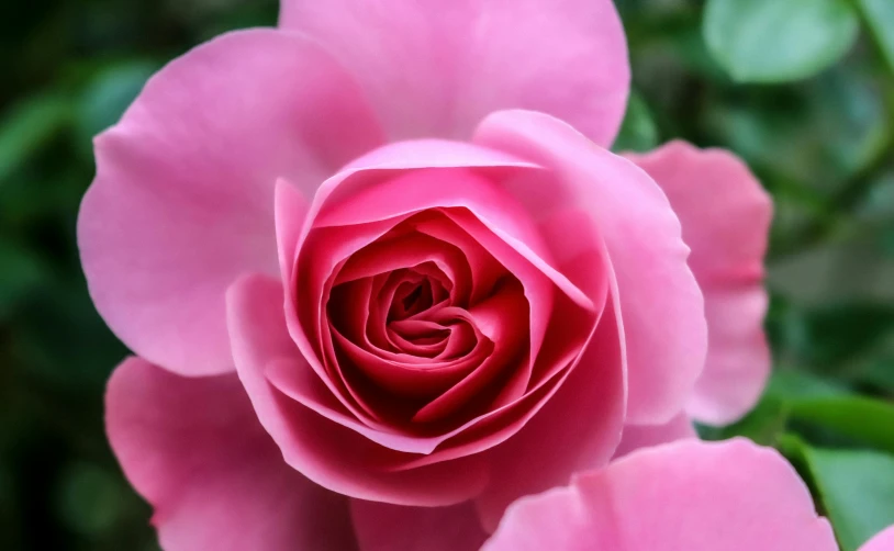 a pink rose blooming among green leaves