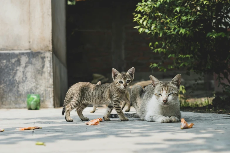 a group of kittens walking down a sidewalk, pexels contest winner, an indonesian family portrait, 2 animals, in a square, museum quality photo