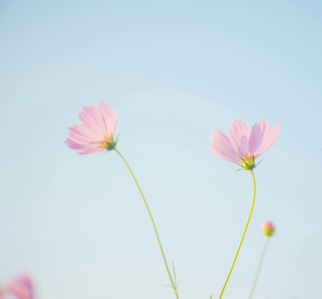 a couple of pink flowers sitting on top of a lush green field, unsplash, minimalism, miniature cosmos, sky blue, shot on sony a 7, tall thin