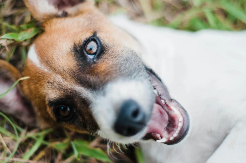 a brown and white dog laying in the grass, inspired by Elke Vogelsang, pexels contest winner, happy with his mouth open, jack russel terrier surprised, manuka, high angle close up shot