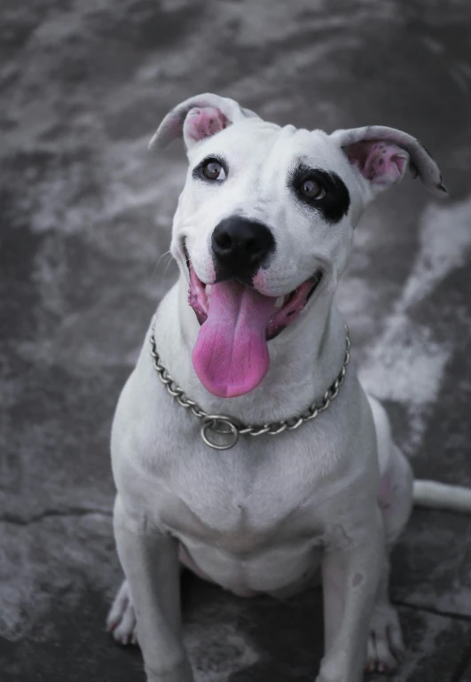 a close up of a dog with a chain around it's neck, by Gavin Hamilton, trending on unsplash, a still of a happy, pits, an all white human, pink nose