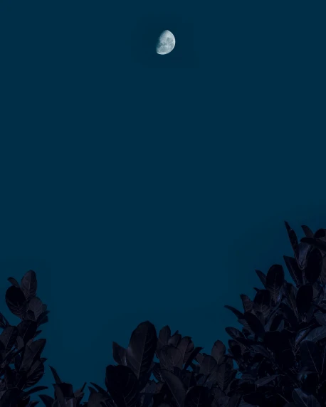 the moon is shining in the dark blue sky, an album cover, unsplash contest winner, postminimalism, ☁🌪🌙👩🏾, dark mode, 🌲🌌, profile image