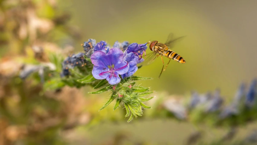 a fly sitting on top of a purple flower