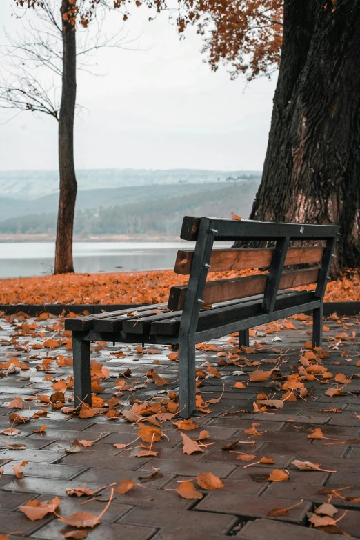 a wooden bench sitting next to a tree in a park, by Niko Henrichon, pexels contest winner, covered in fallen leaves, overcast lake, concerned, overlooking