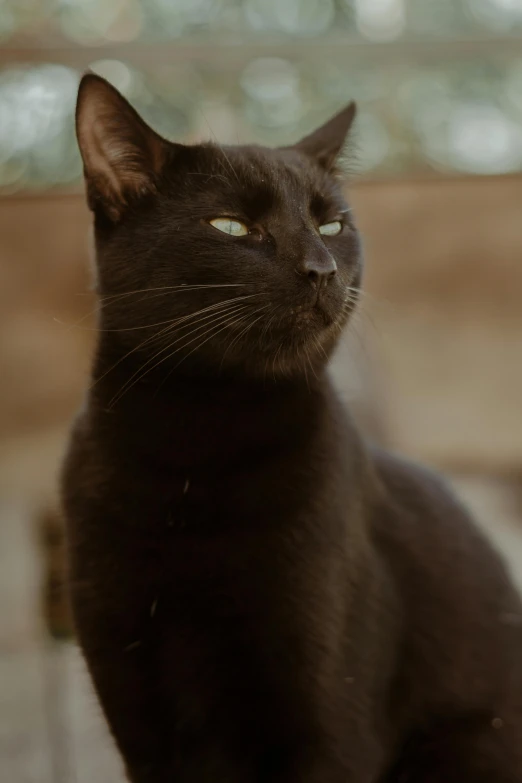 a black cat sitting on top of a wooden floor, a picture, unsplash, symbolism, zoomed out portrait of a duke, dark-skinned, slightly smiling, sits on a rooftop