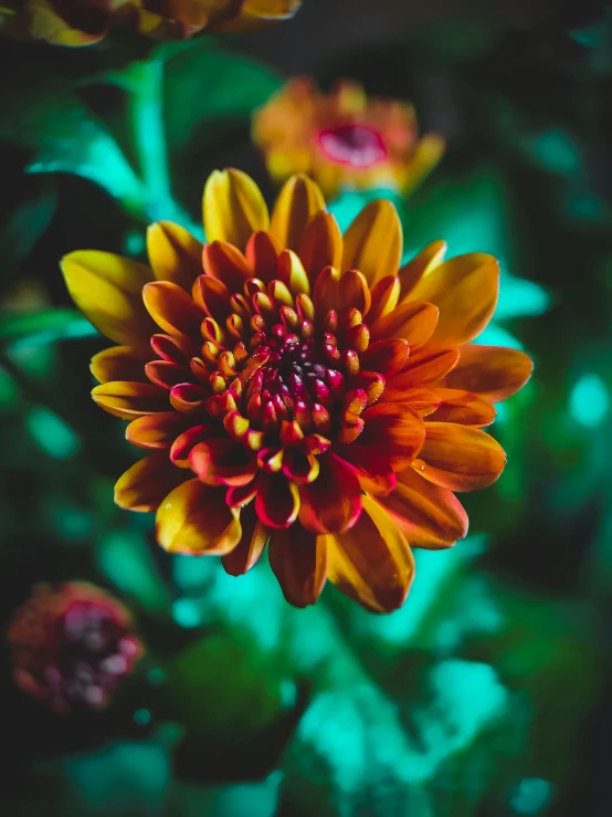 a close up of a flower with green leaves, unsplash, chrysanthemum eos-1d, dark oranges reds and yellows, instagram picture, color image