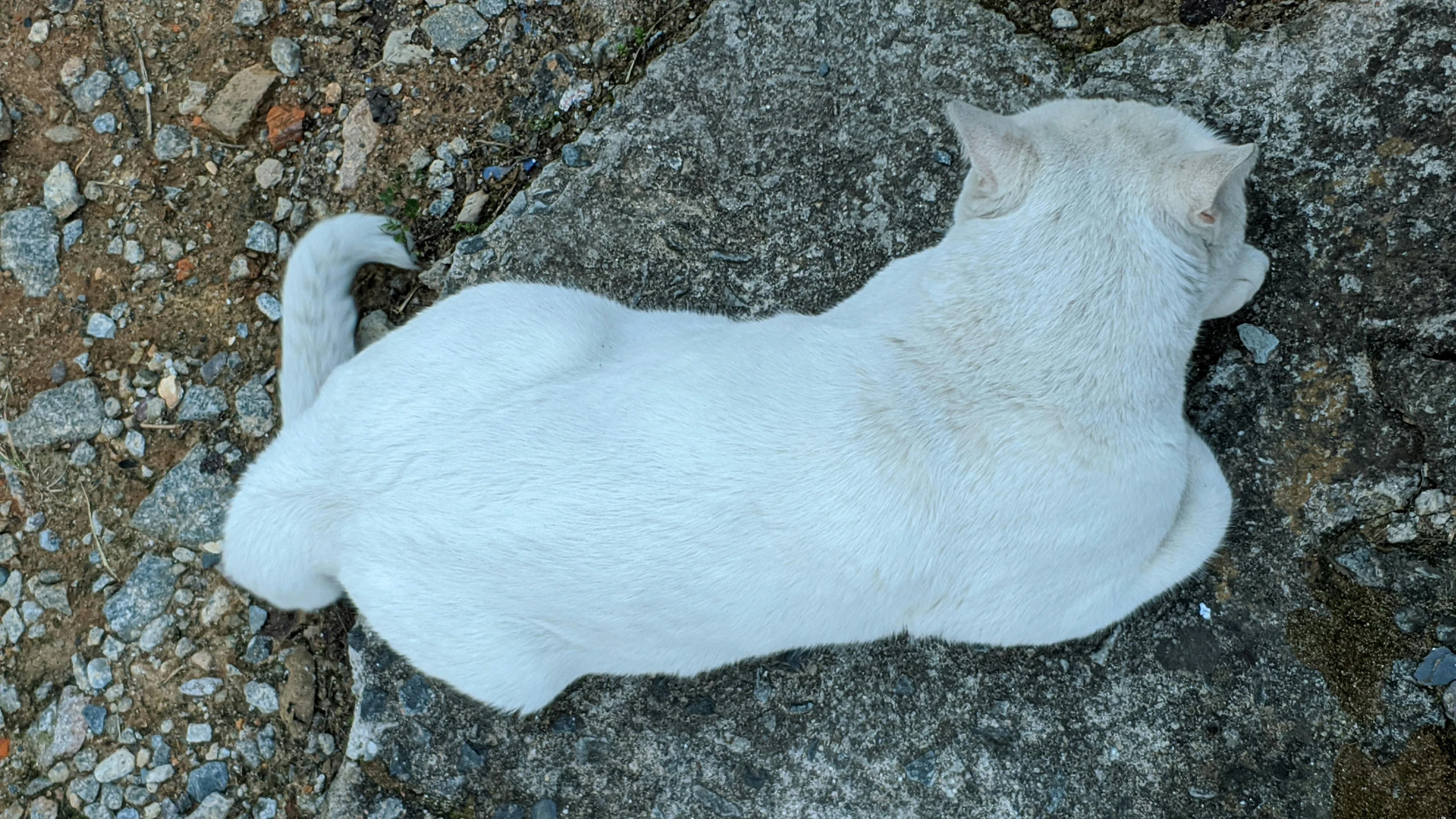 a white cat laying on top of a rock, photograph from above, facing away, low quality photo, bending over