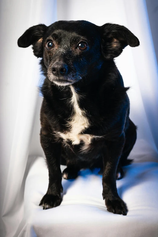 a black dog sitting on top of a white chair, full frontal lighting, portrait photo of a backdrop, colour photo, wide eyed