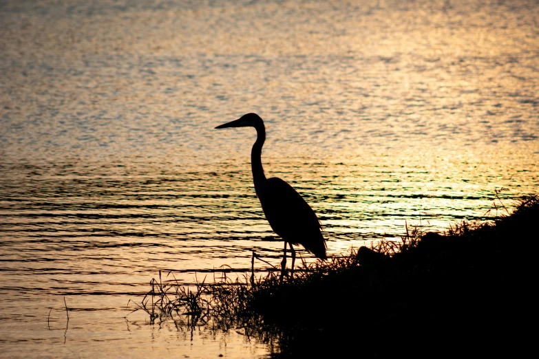 a bird that is standing in the water, by Linda Sutton, pixabay contest winner, late summer evening, portrait of tall, shoreline, fishing