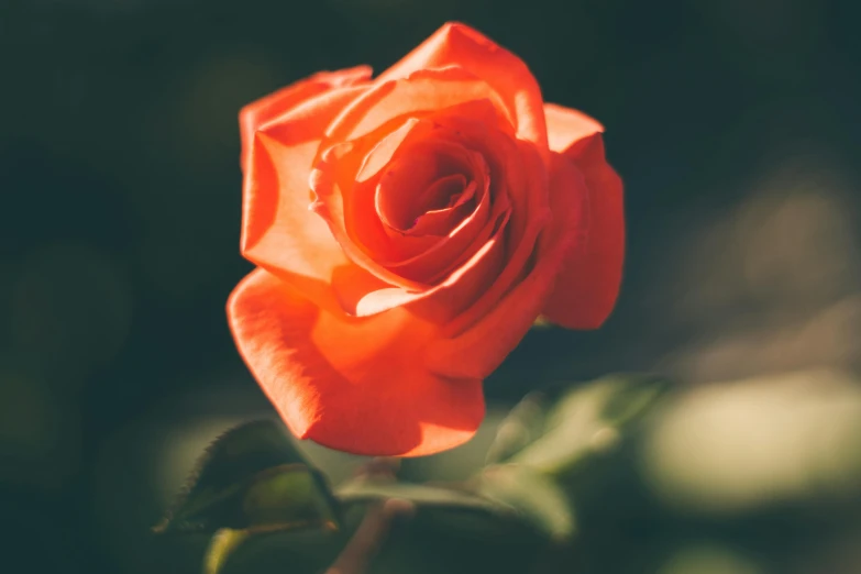 a close up of a flower with a blurry background, red rose, instagram post, 15081959 21121991 01012000 4k, orange