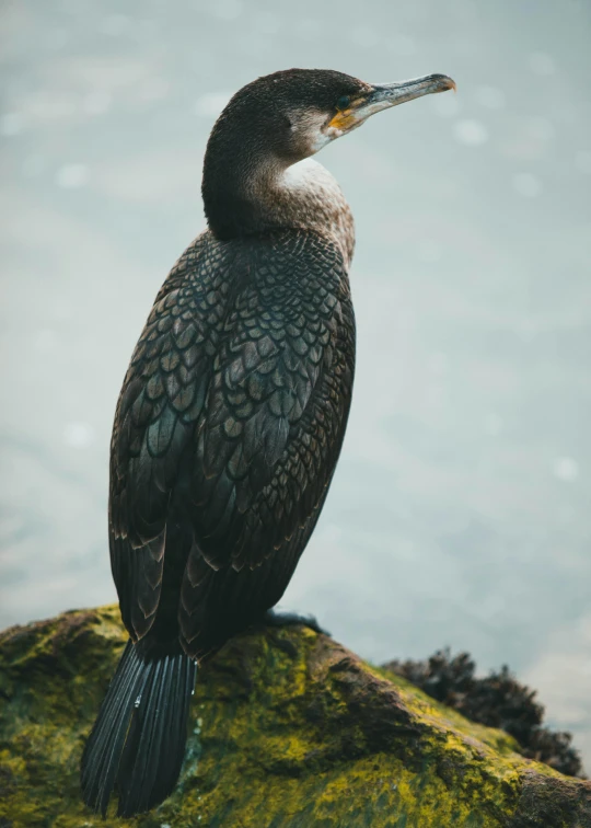 a bird sitting on top of a moss covered rock, by Jacob Duck, pexels contest winner, hurufiyya, long thick shiny gold beak, gazing at the water, arms crossed, black