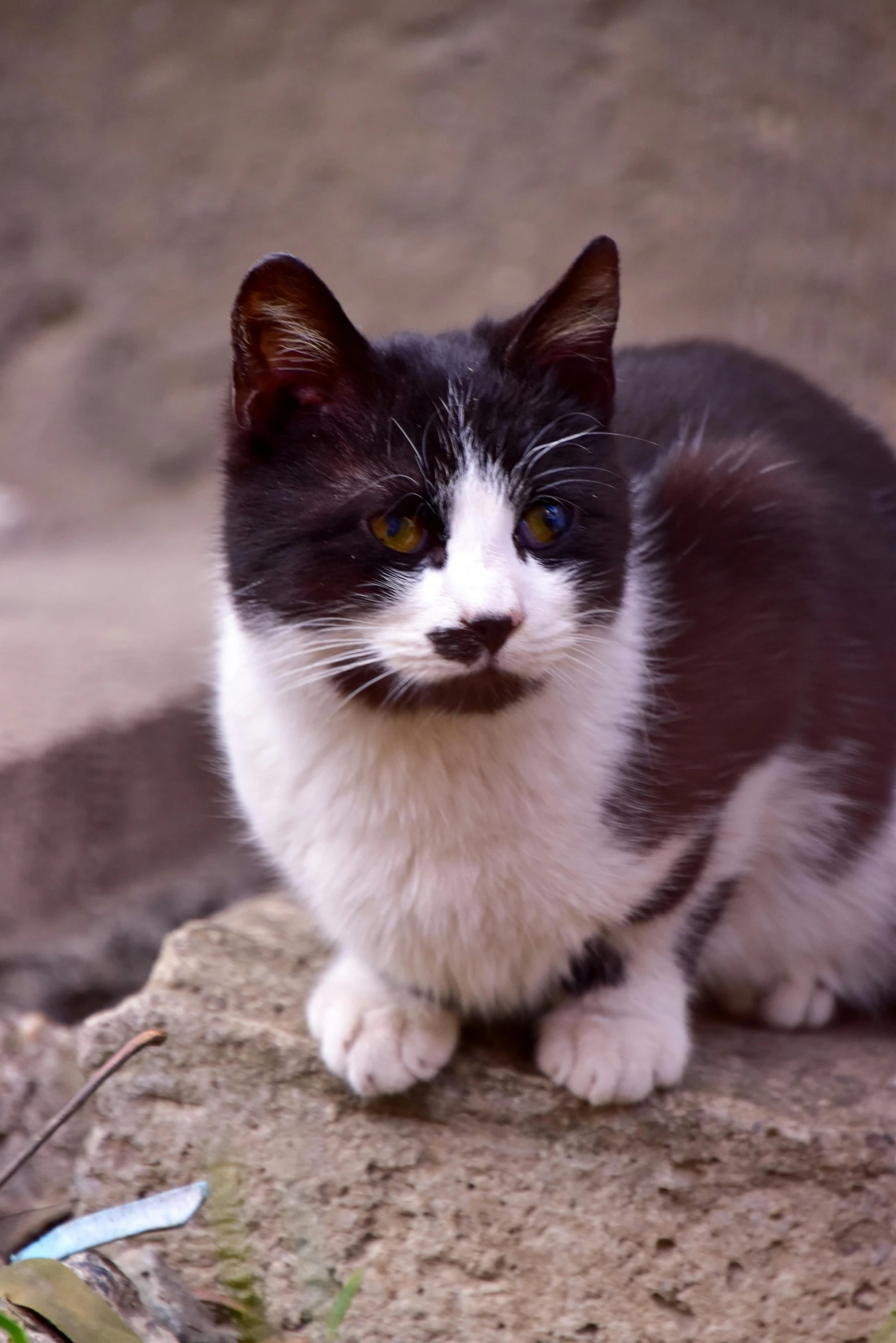 a black and white cat sitting on a rock, square nose, taken in the late 2010s, but very good looking”