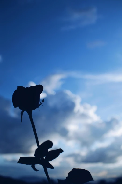 a single flower in the foreground with blue sky in background