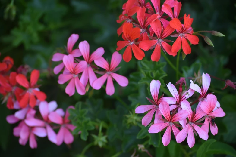 a close up of some pink and red flowers, multicoloured, fan favorite, lobelia, carefully crafted