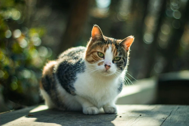 a cat sitting on top of a wooden table, by Niko Henrichon, unsplash, in the sun, all looking at camera, eating outside, pouty