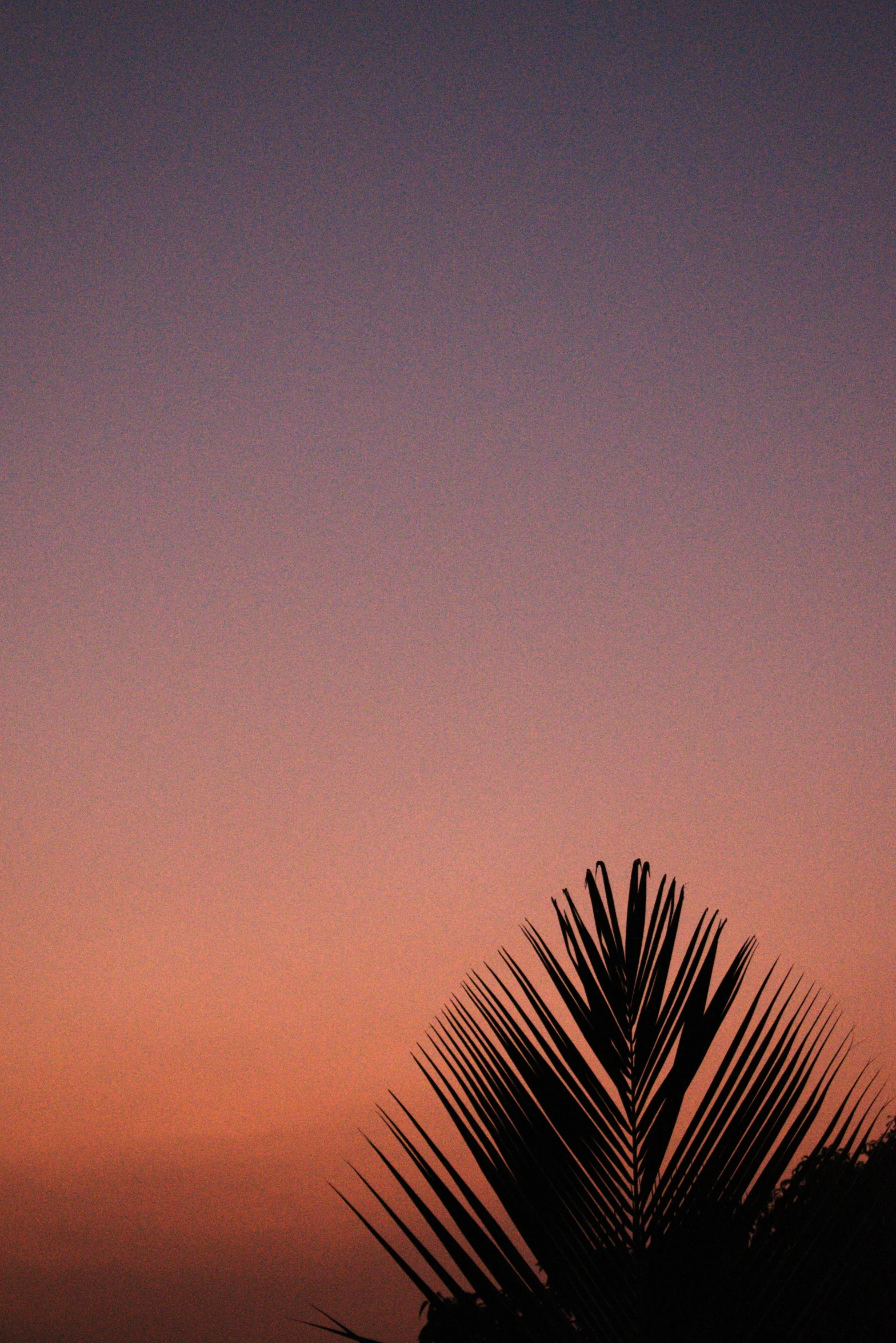 a palm tree is silhouetted against a sunset sky, by Peter Churcher, postminimalism, soft lilac skies, ((sunset)), minimalissimo