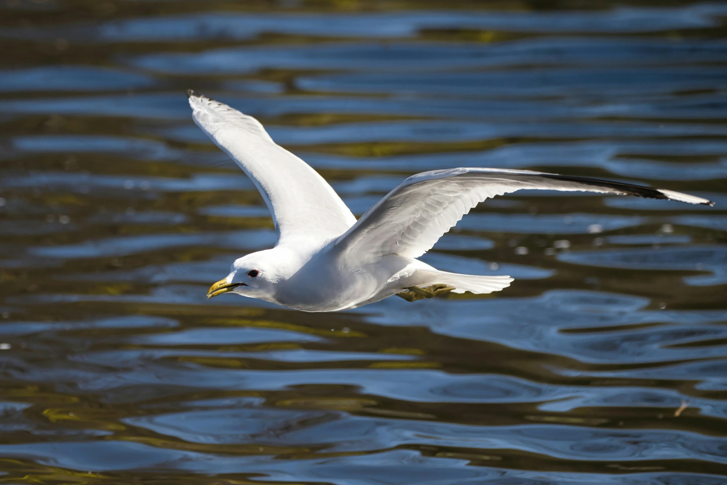 a seagull flying over a body of water, by Jan Tengnagel, pexels contest winner, hurufiyya, white wings, rippling water, albino, minn