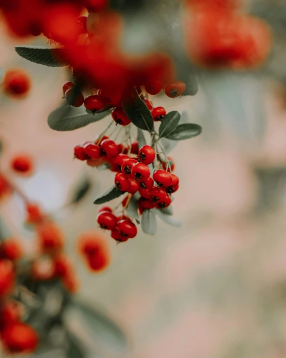 a bush full of red berries on a tree
