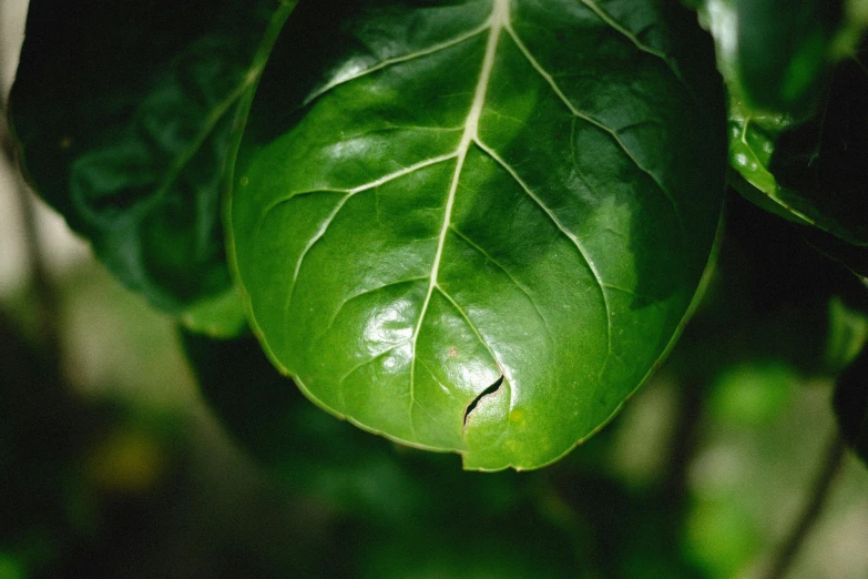 a close up of a leaf on a tree, a macro photograph, unsplash, hurufiyya, very large basil leaves, voge photo, made of glazed, ignant