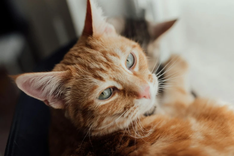 a close up of a cat laying on a suitcase, trending on pexels, renaissance, ginger hair with freckles, two male, avatar image