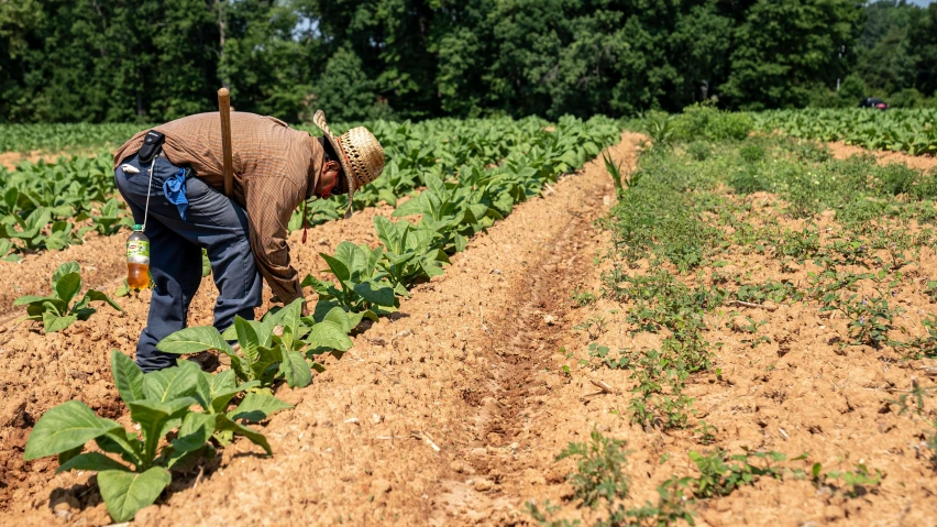 a man that is standing in the dirt, rows of lush crops, taking tobacco snuff, profile image, maintenance photo