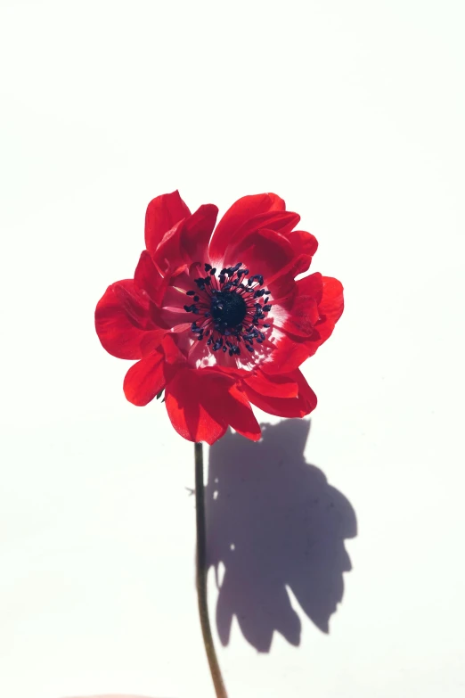 a close up of a red flower in a vase, anemone, on white paper, 155 cm tall, strong contrasting shadows