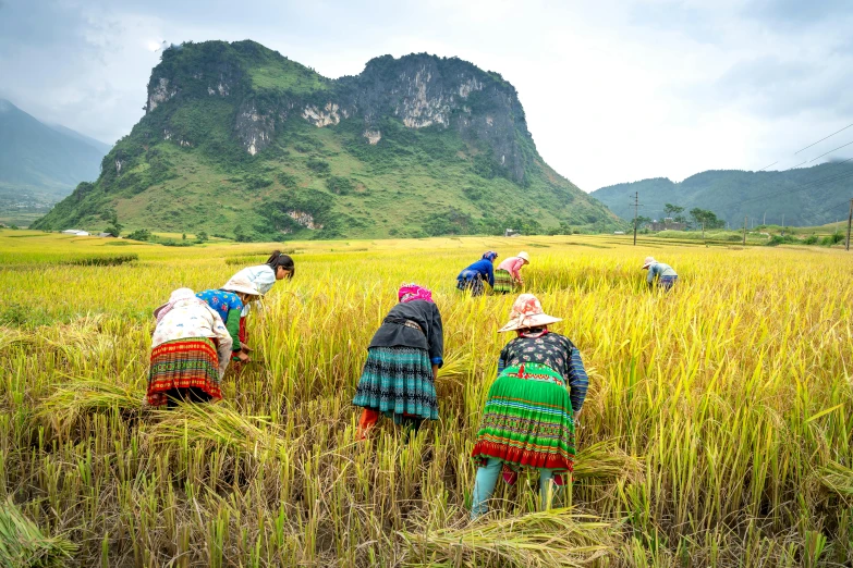 a group of people working in a rice field, inspired by Ruth Jên, trending on unsplash, avatar image, geology, vietnam, multicoloured