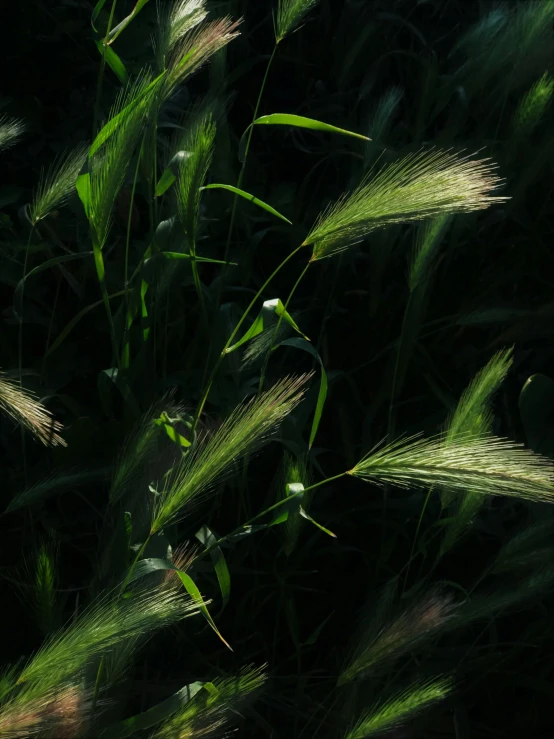 grass blowing in the wind on a sunny day, an album cover, by Attila Meszlenyi, unsplash, hurufiyya, night mood, ignant, high grain, #green