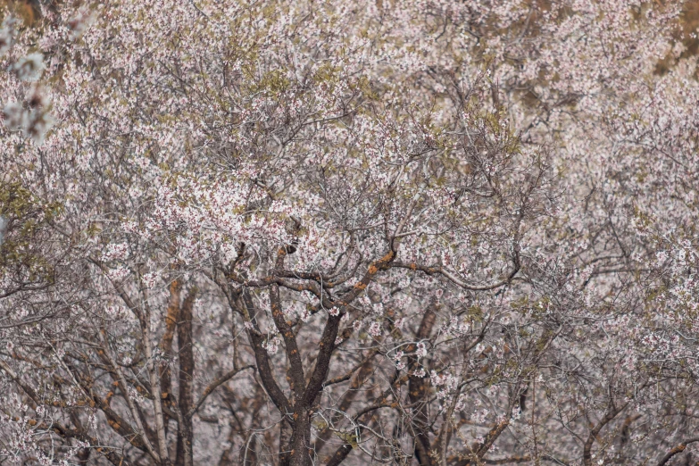 a couple of birds sitting on top of a tree, an ultrafine detailed painting, by Kaii Higashiyama, pointillism, sakura trees, photographic hyperrealism, ((trees)), kim jung gi