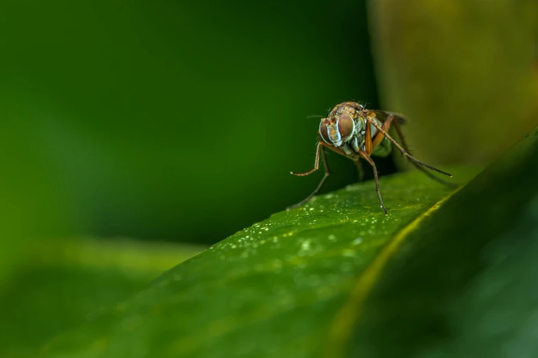 a close up of a fly on a leaf, a macro photograph, unsplash contest winner, hurufiyya, hd footage, paul barson, green legs, wide shot photo