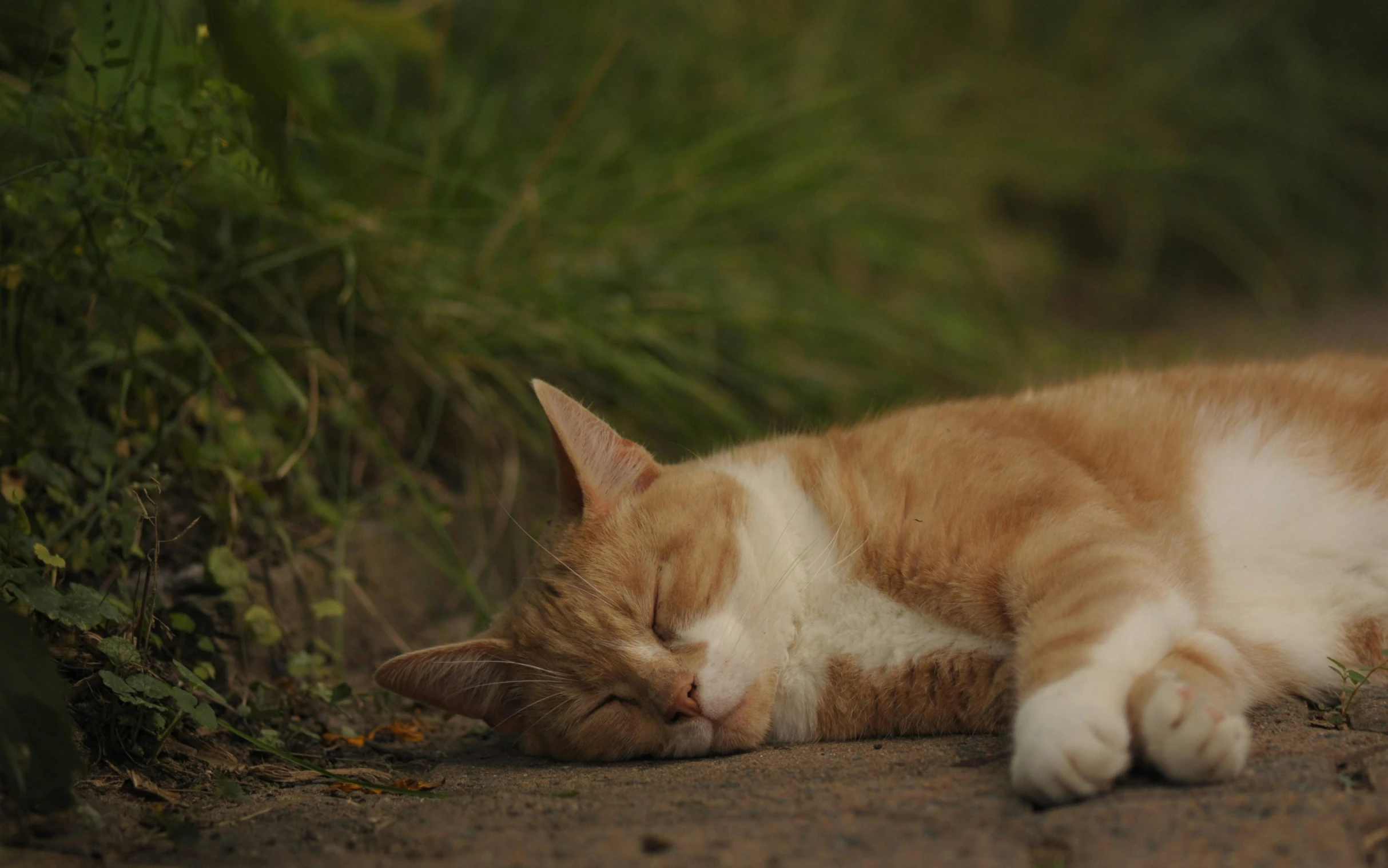 an orange and white cat sleeping on the ground, an album cover, unsplash, movie still 8 k, cinematic luts, nature documentry footage, late summer evening
