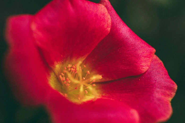 a close up of a red flower with a green background, a macro photograph, inspired by Clarice Beckett, pexels, shades of aerochrome gold, medium format, manuka, rosa bonheurn